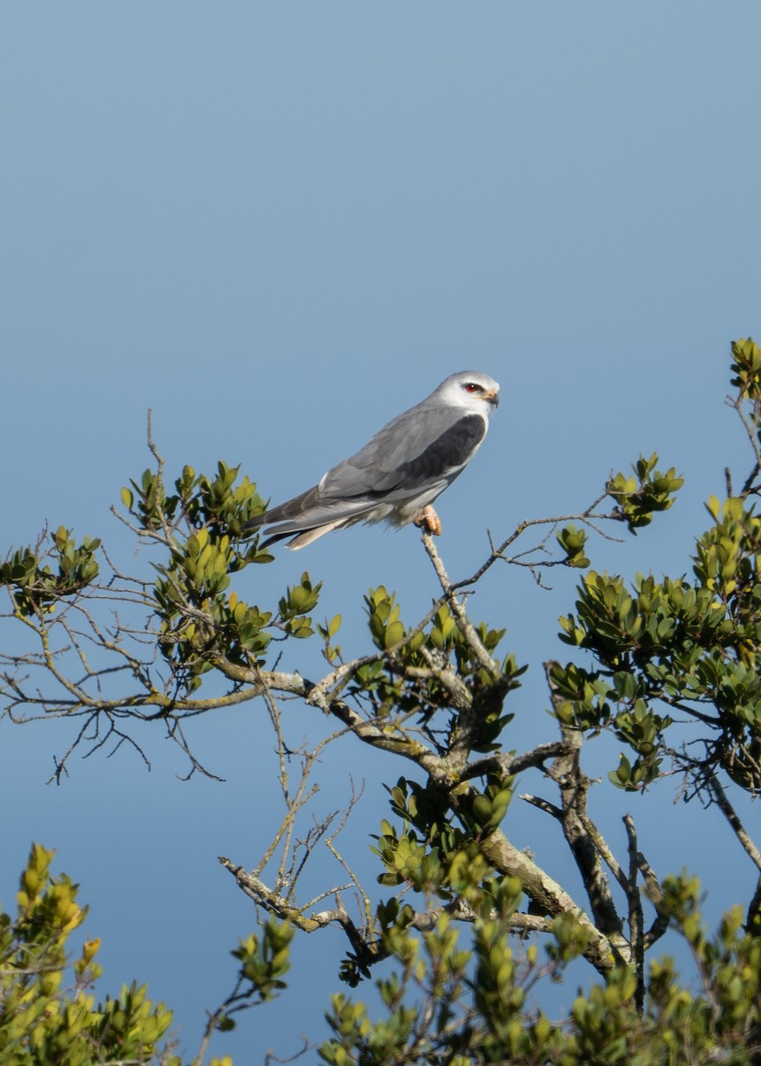 Дымчатый коршун - ML646469426