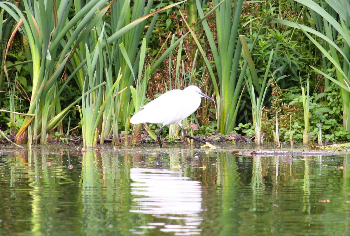 Малая белая цапля - ML646469428