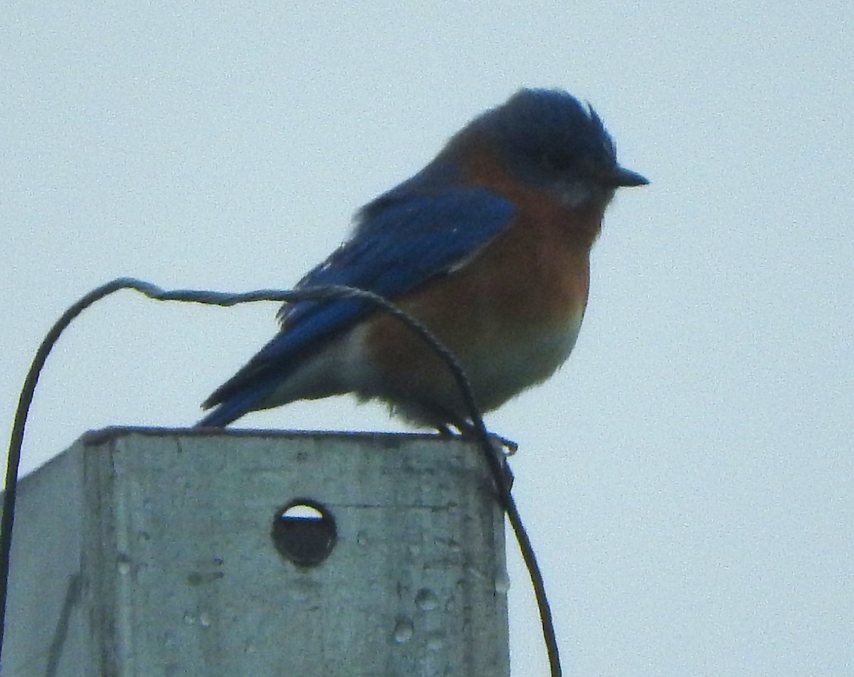 Eastern Bluebird - ML646469429