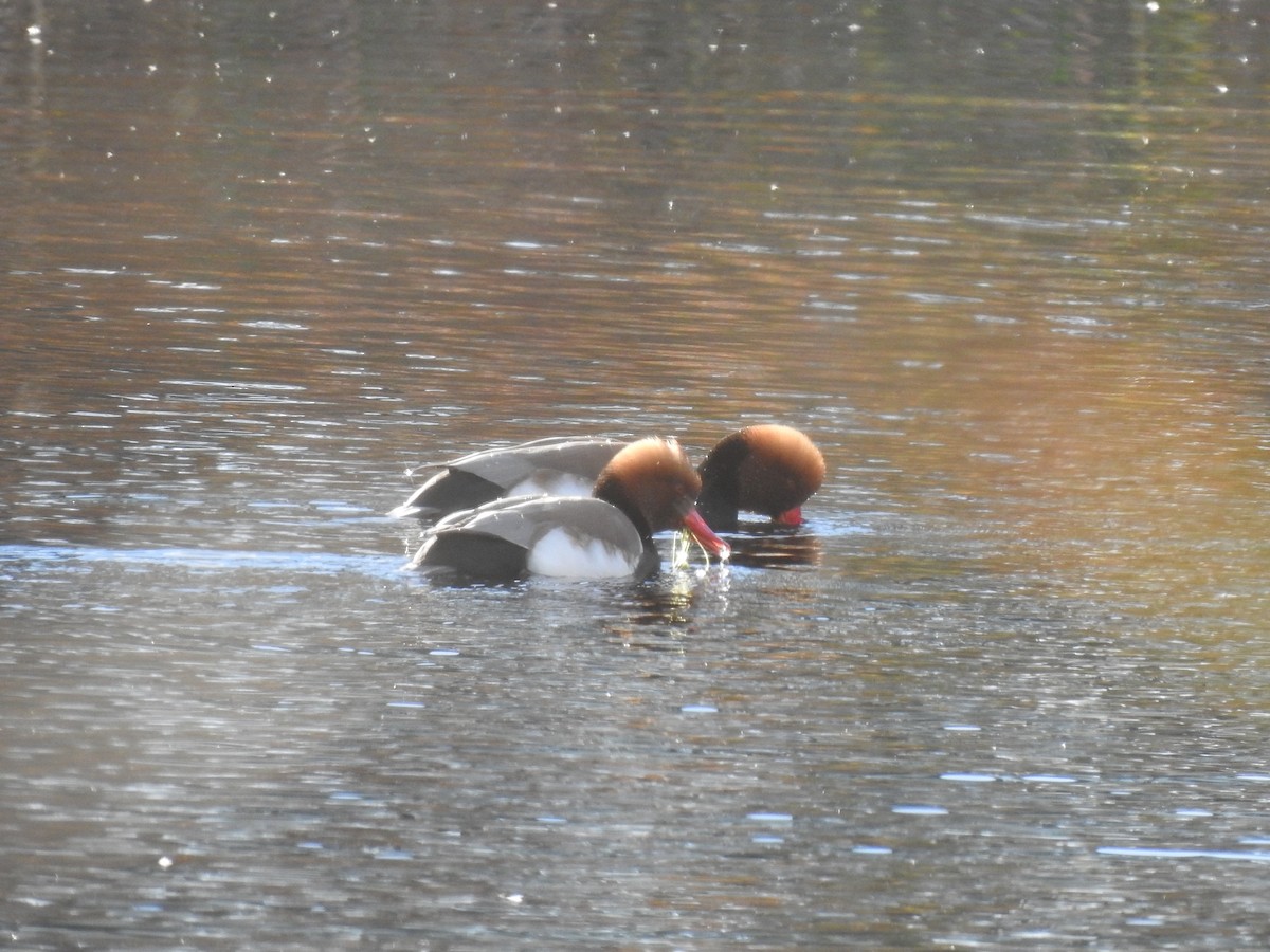 Красноносый нырок - ML646469430