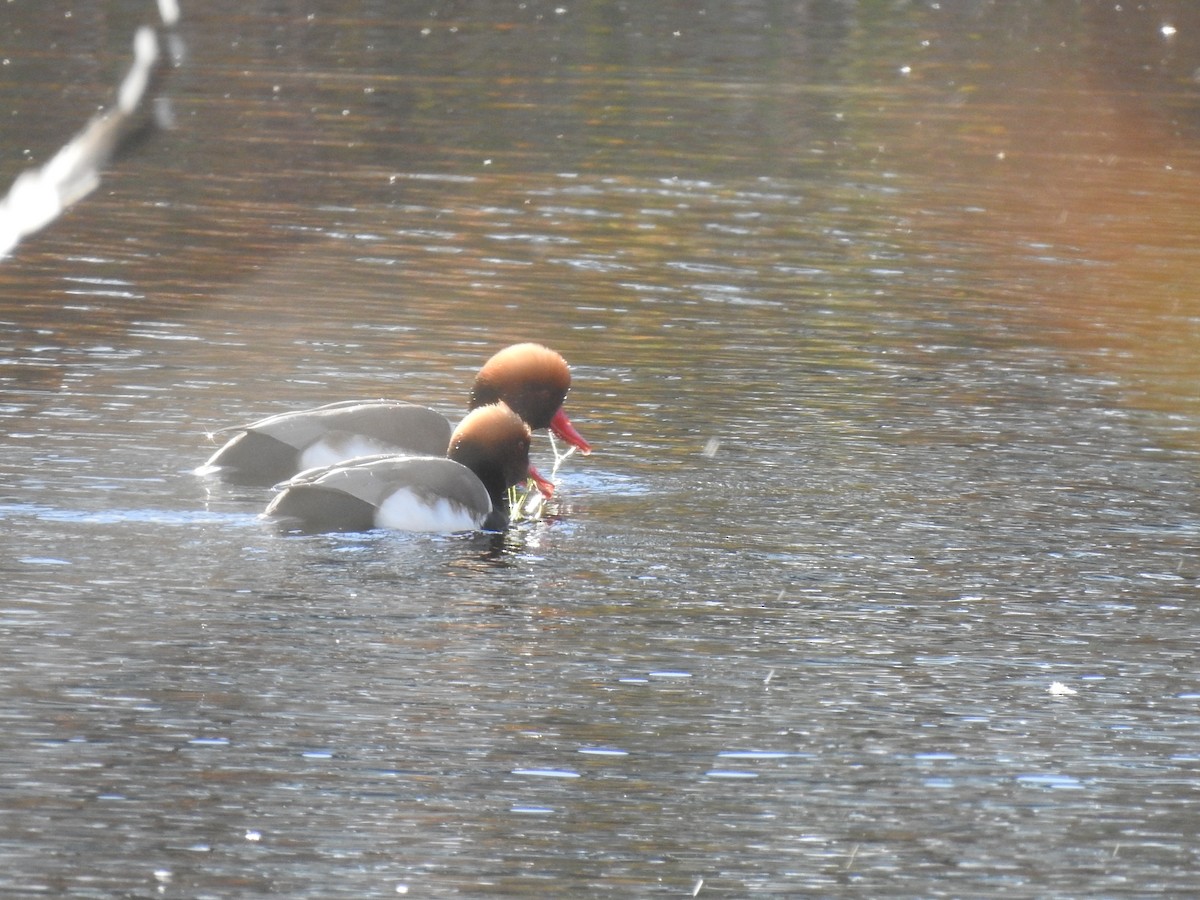 Red-crested Pochard - ML646469431