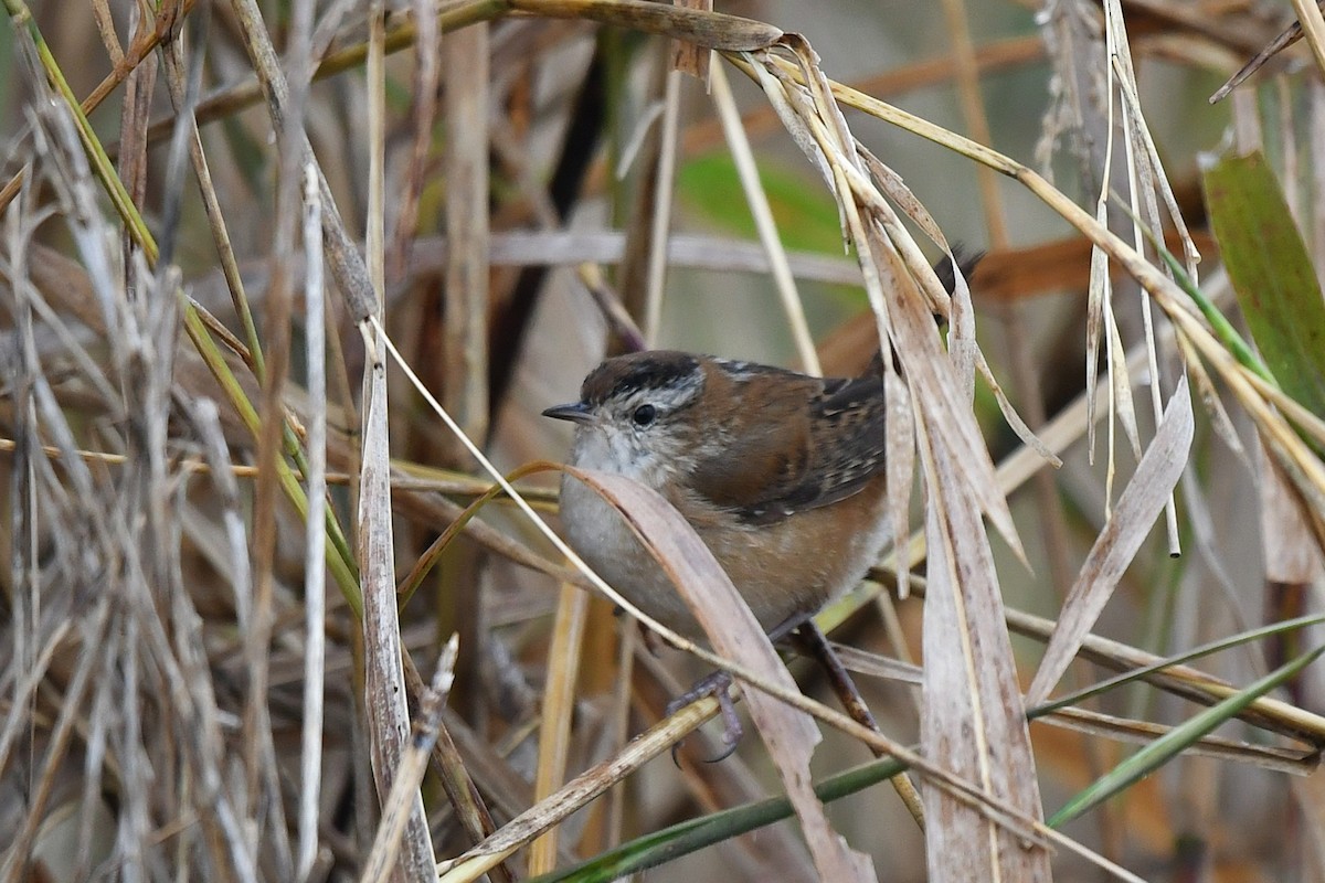 Болотный крапивник - ML646469432