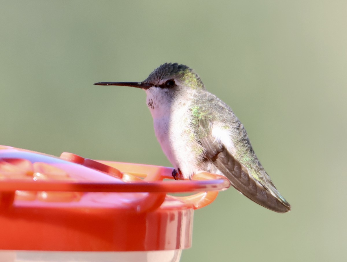 Фиалковый калипсо - ML646469433