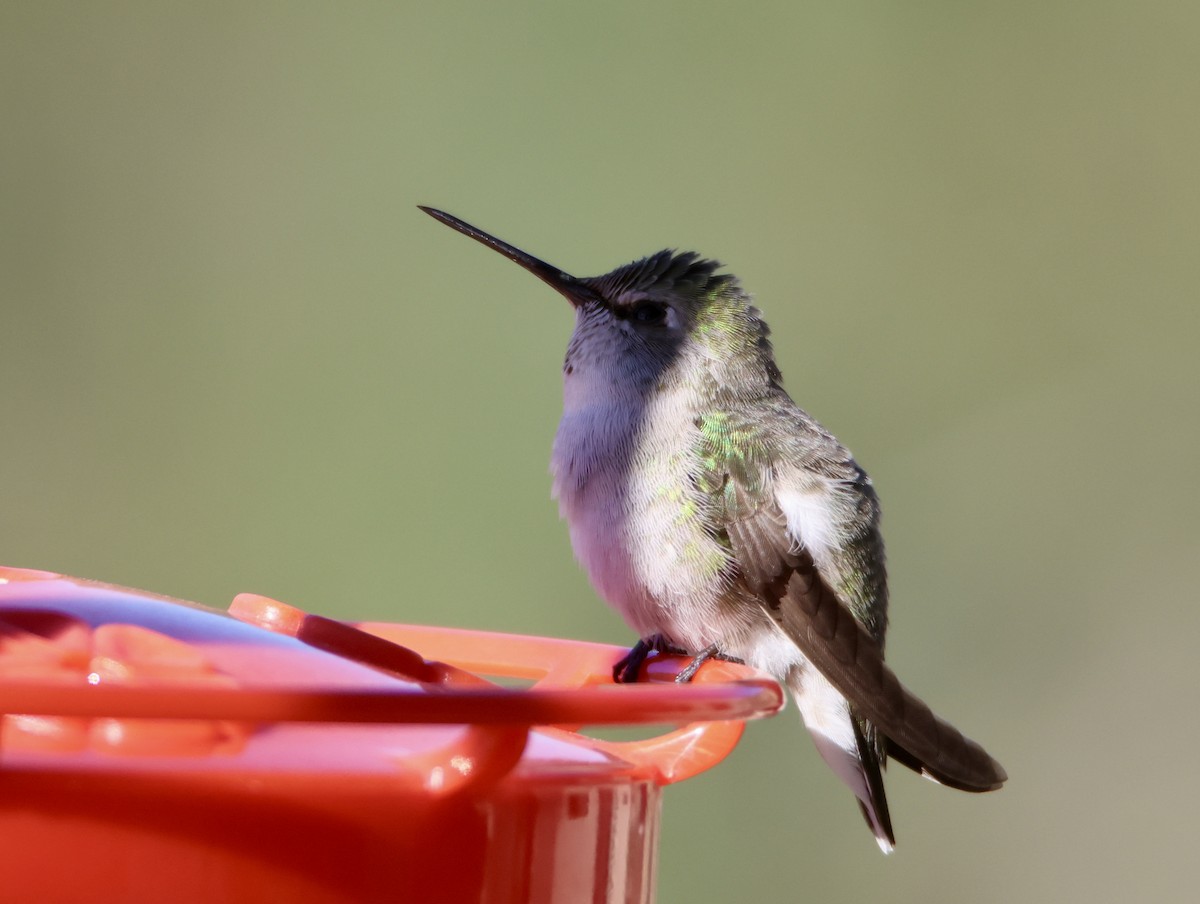 Фиалковый калипсо - ML646469434