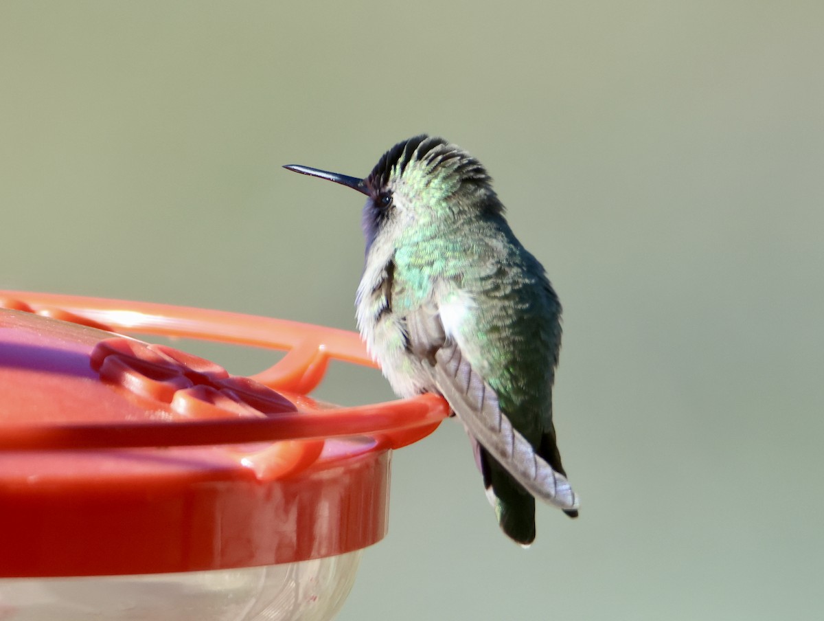 Фиалковый калипсо - ML646469435