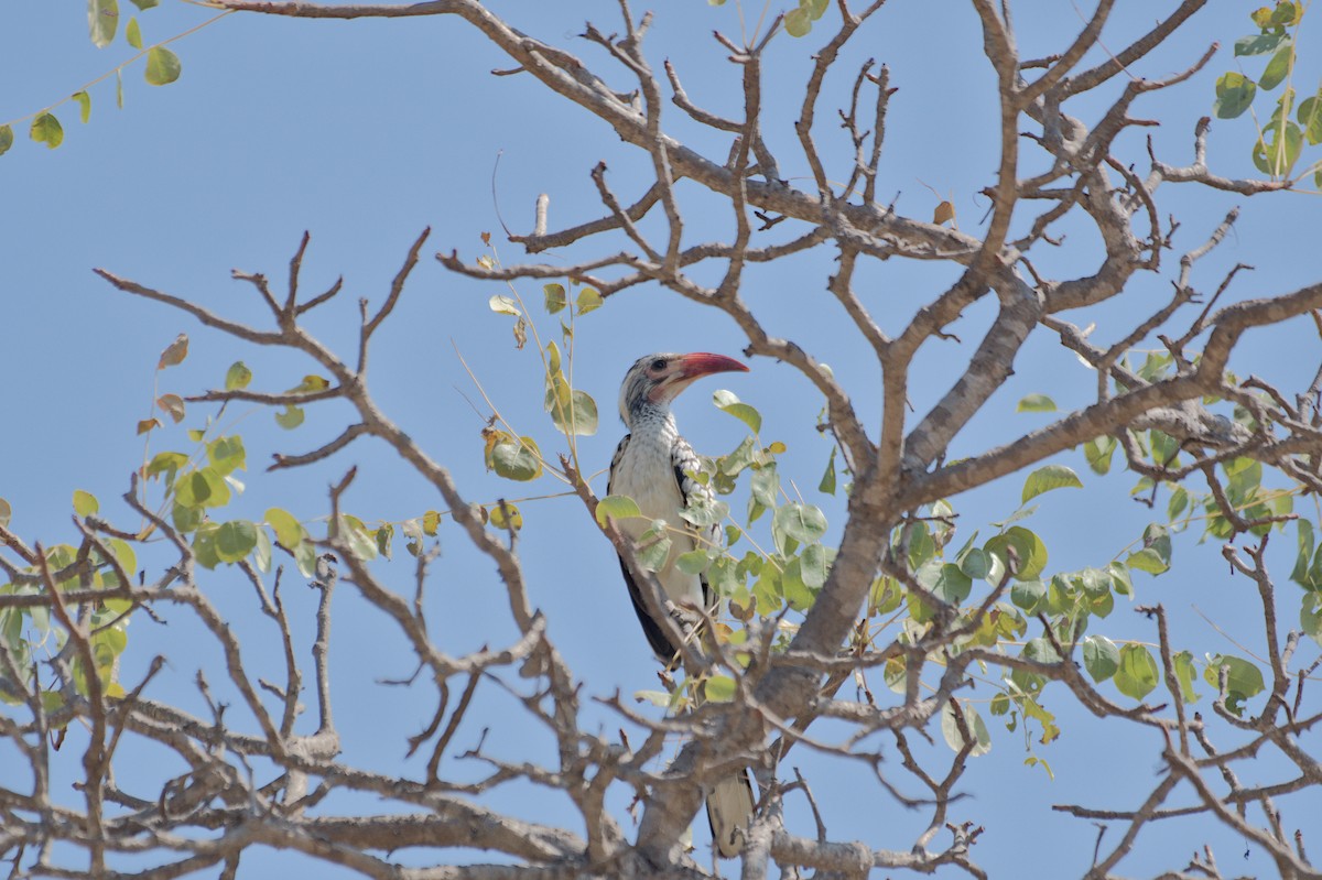 Дамарский токо - ML646469436