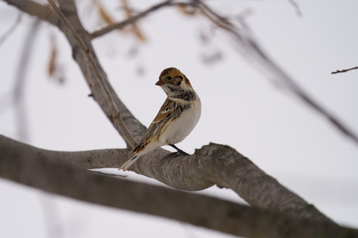 Лапландский подорожник - ML646469437