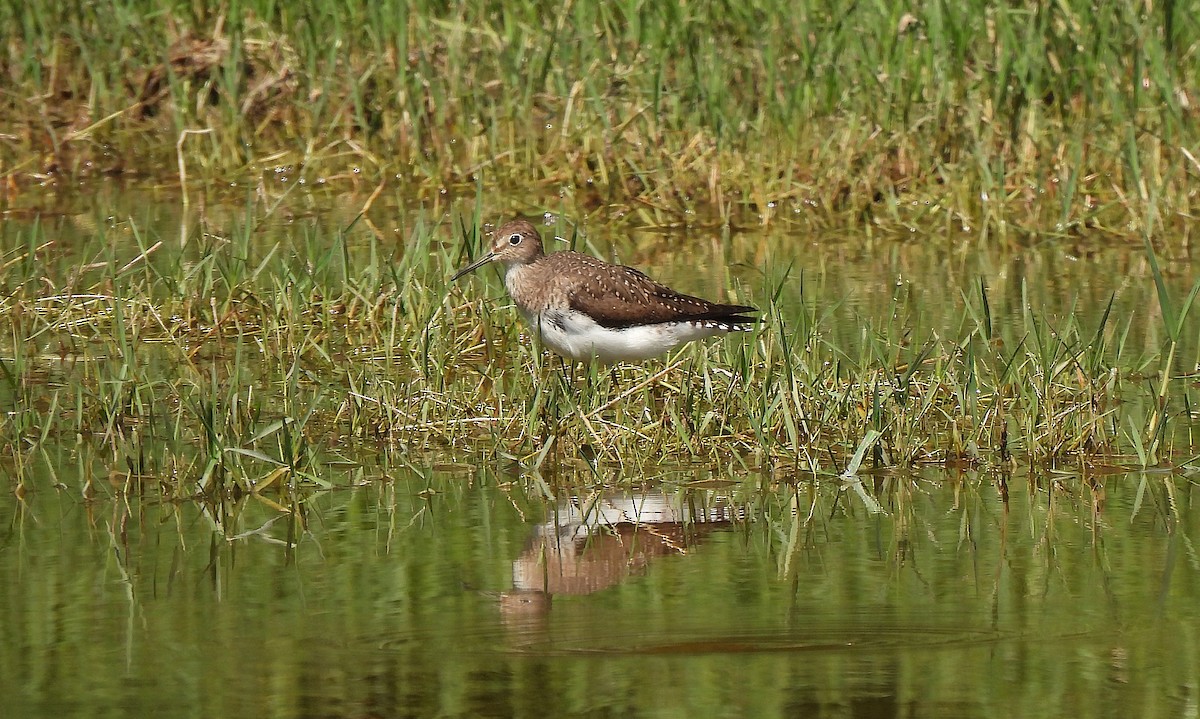 Улит-отшельник - ML646469438