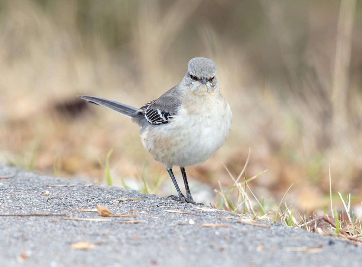 Многоголосый пересмешник - ML646469440