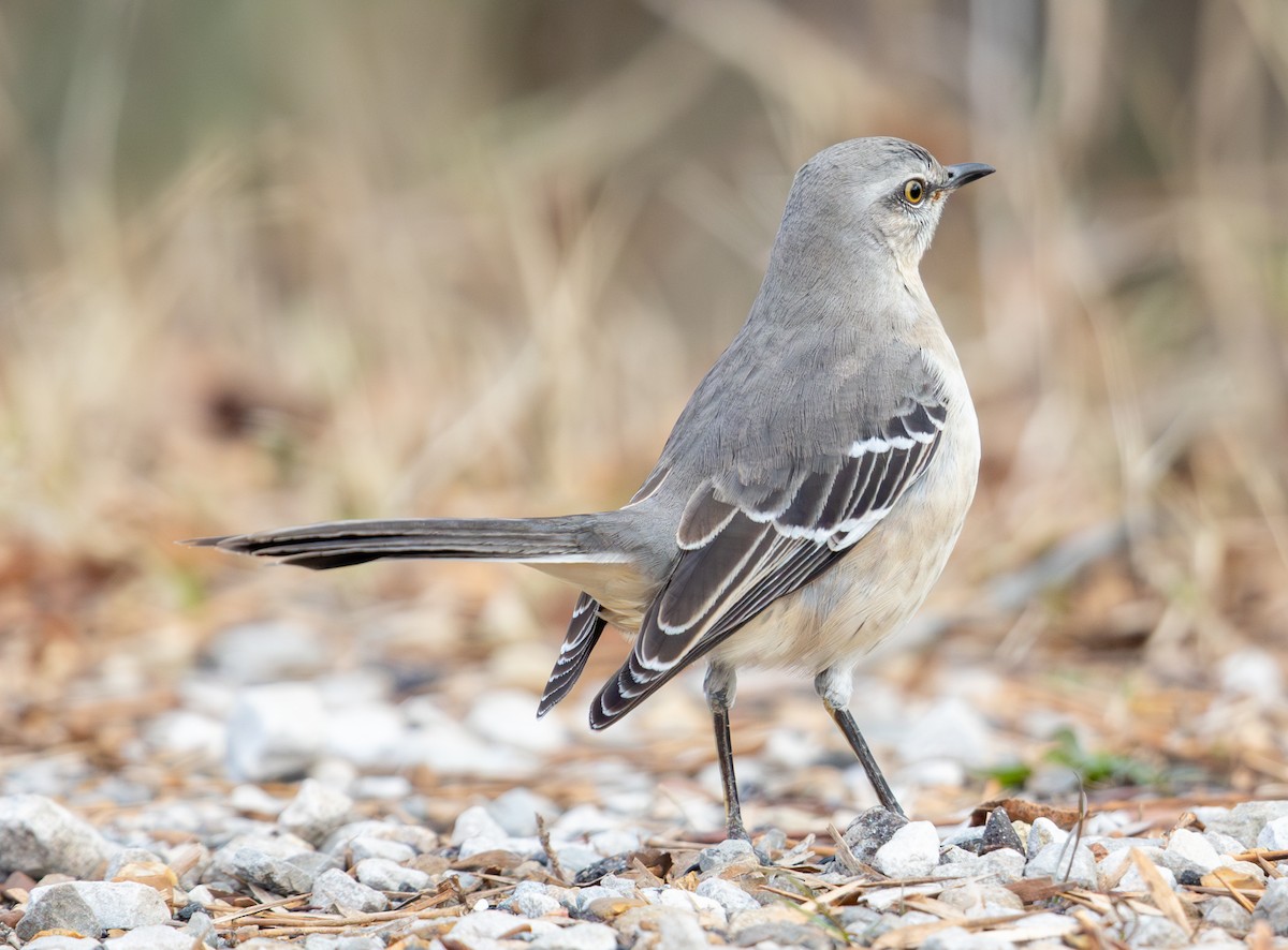 Многоголосый пересмешник - ML646469441