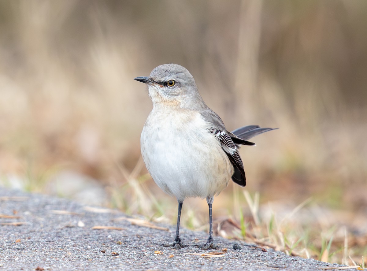 Многоголосый пересмешник - ML646469442
