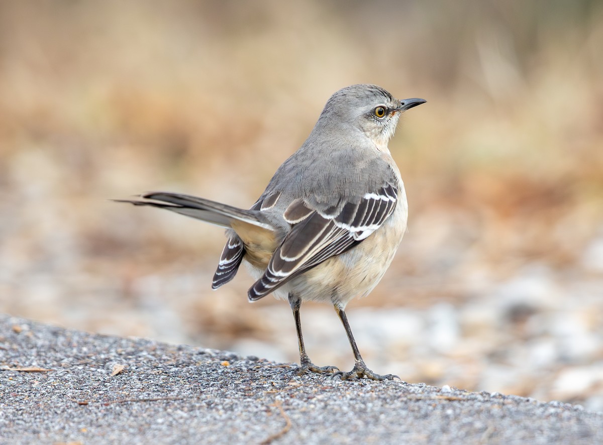 Многоголосый пересмешник - ML646469443
