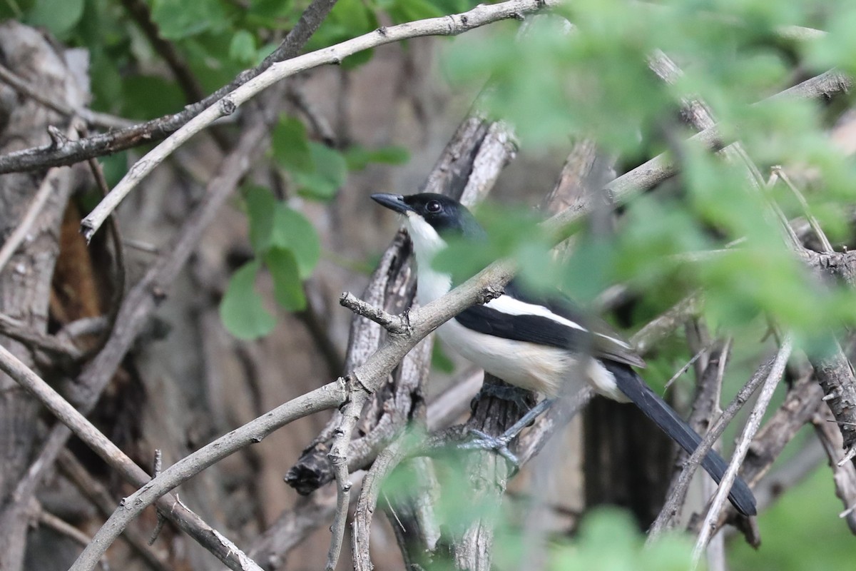 Пегий бубу - ML646469444