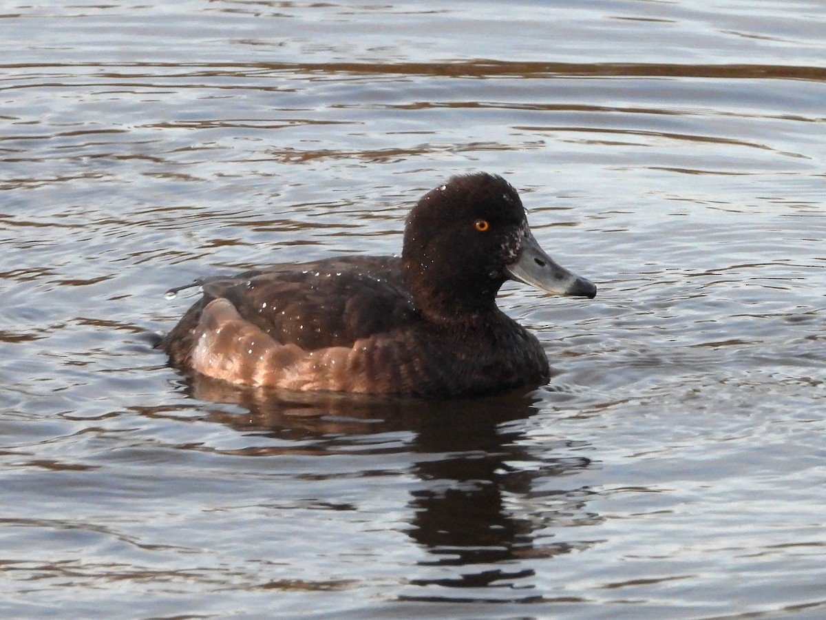 Tufted Duck - ML646469445