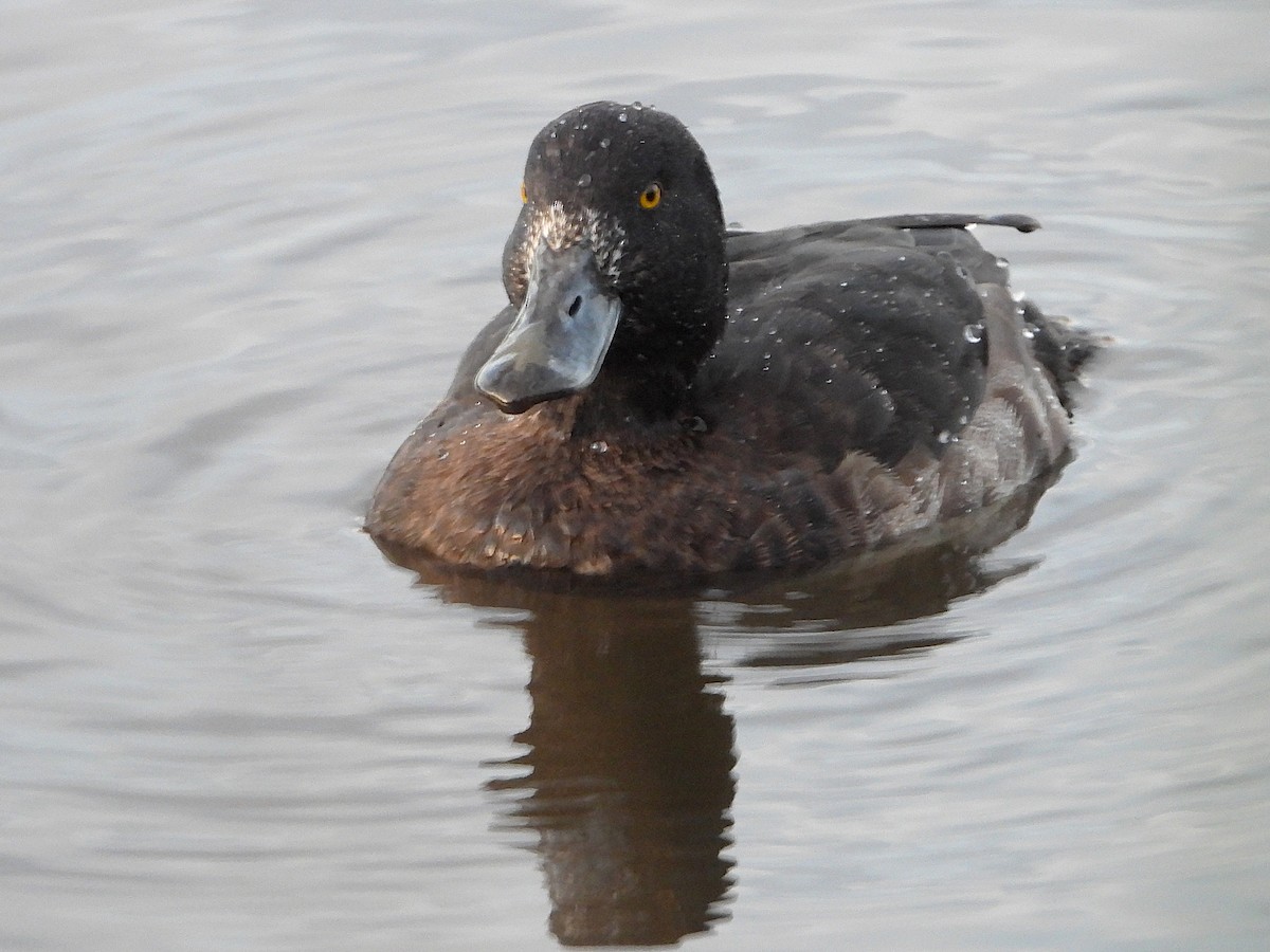 Tufted Duck - ML646469446