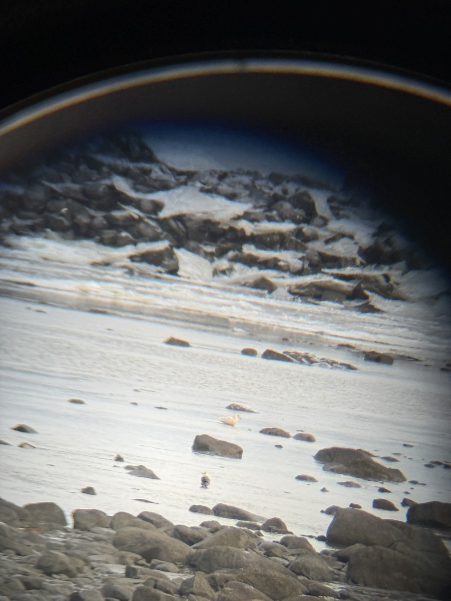 Iceland Gull - ML646469447