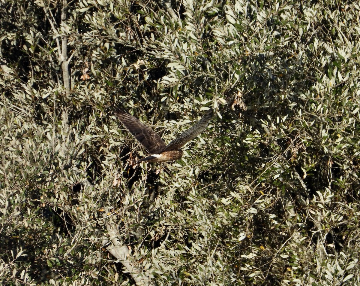 Northern Harrier - ML646469454
