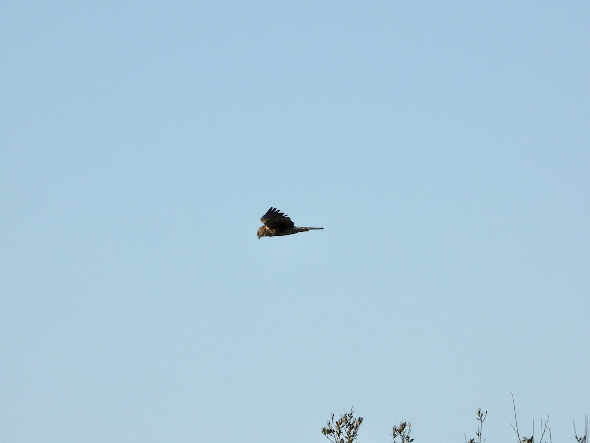 Northern Harrier - ML646469455
