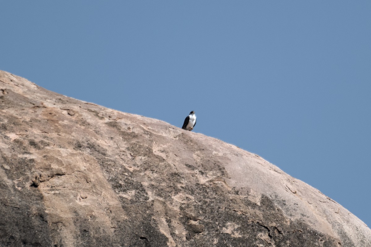 Augur Buzzard - ML646469461