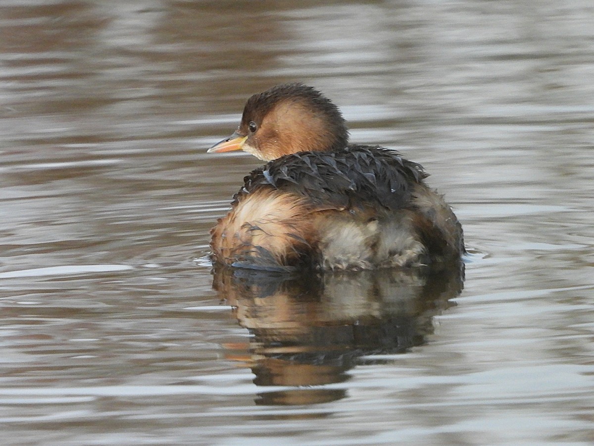 Little Grebe - ML646469462