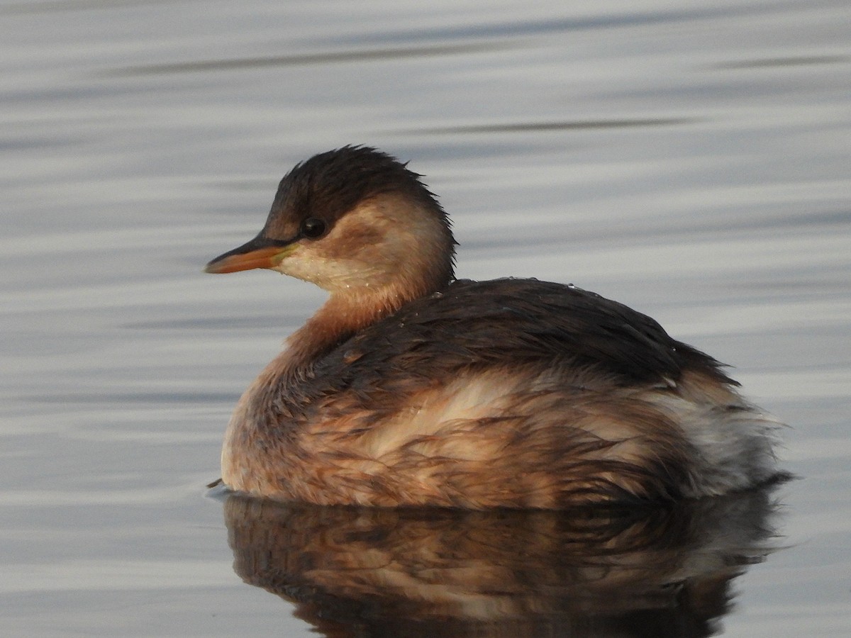 Little Grebe - ML646469463