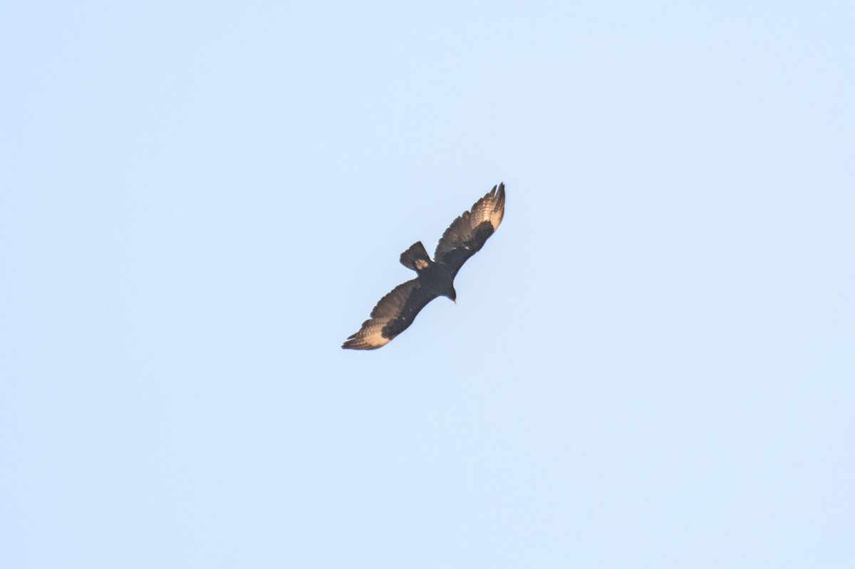 Verreaux's Eagle - ML646469466