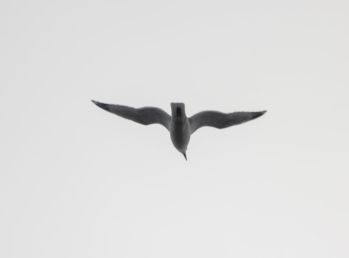 Möwe, unbestimmt - ML646469467