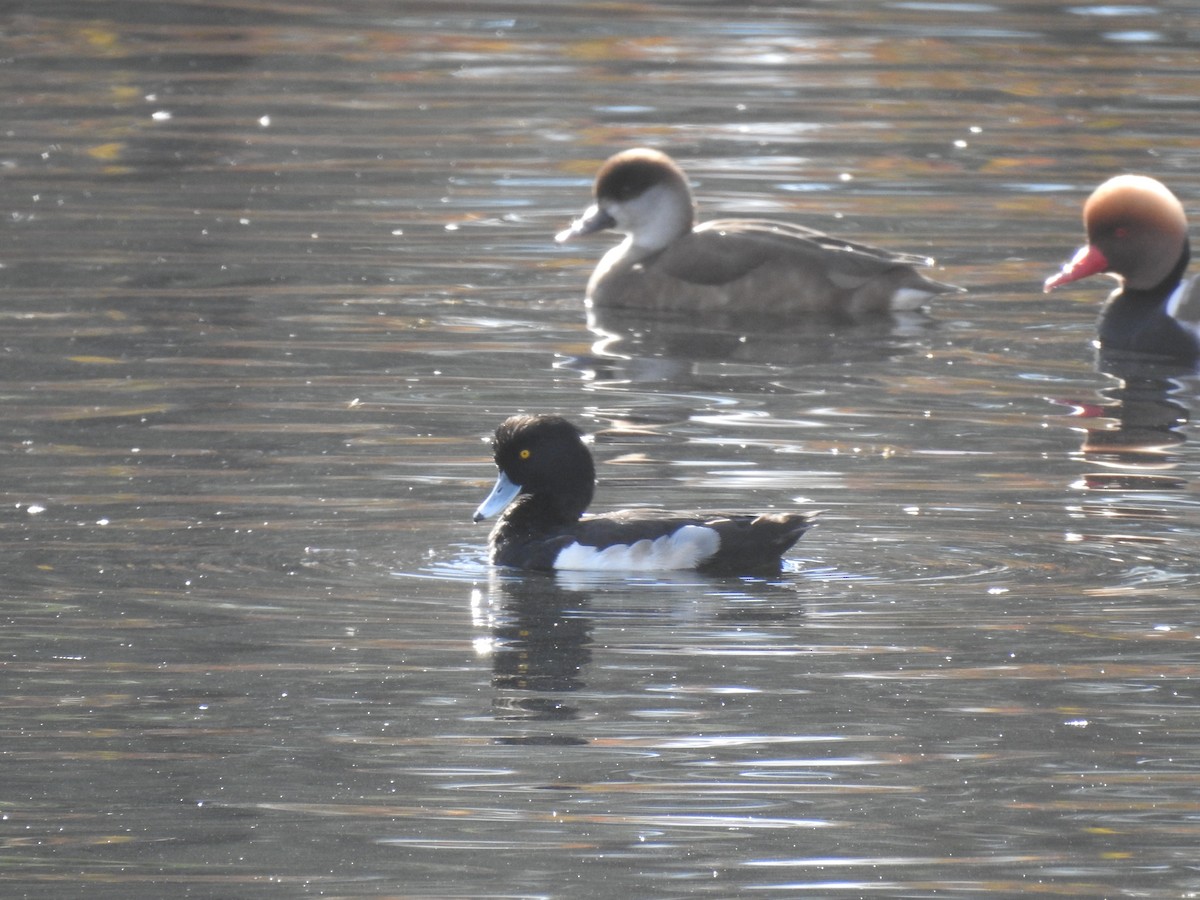 Tufted Duck - ML646469470