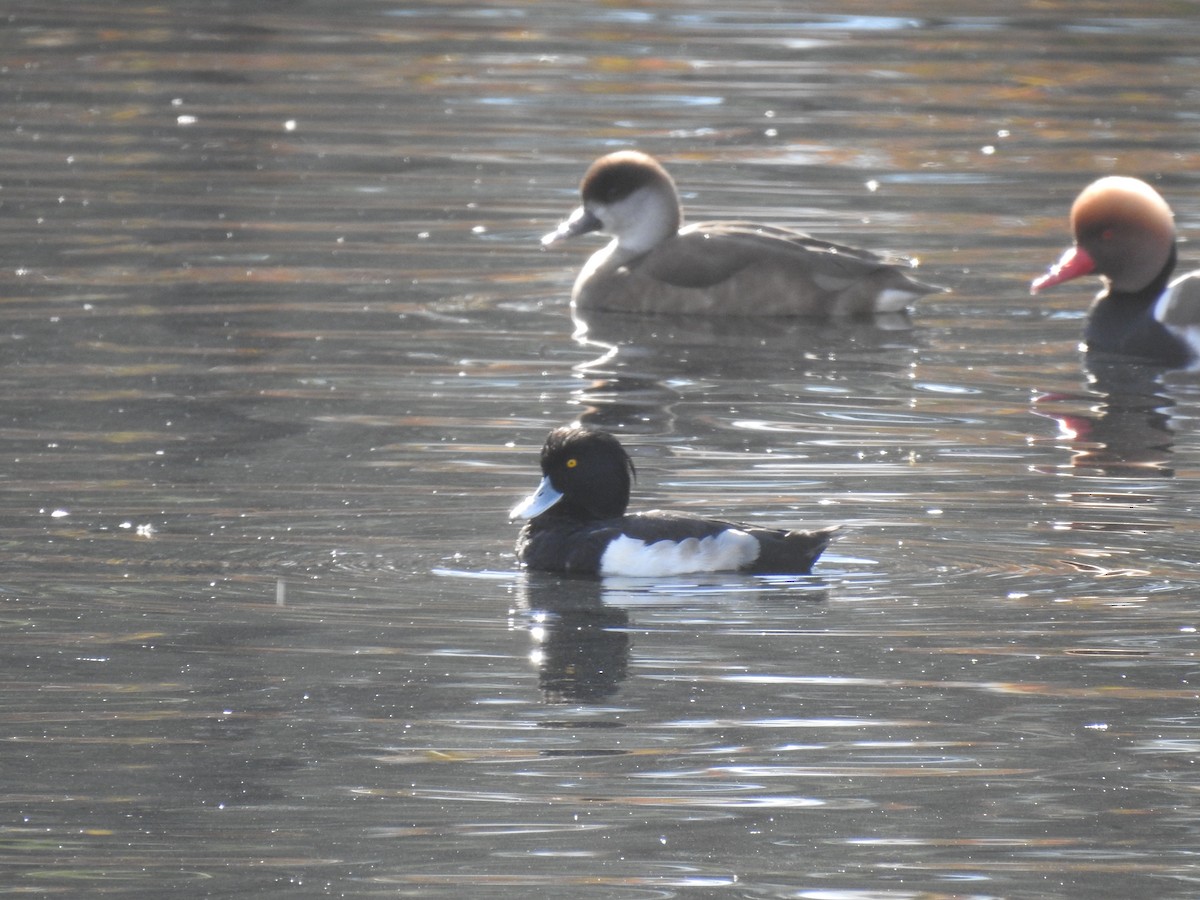 Tufted Duck - ML646469471