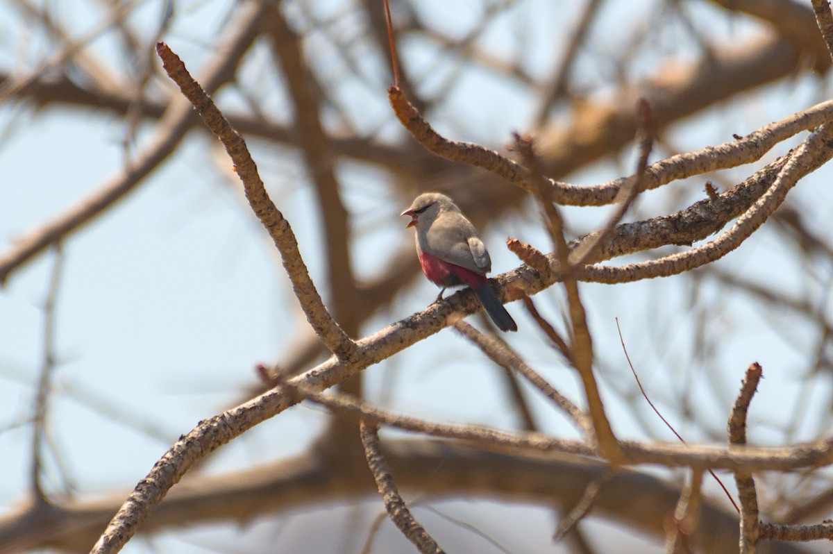 Cinderella Waxbill - ML646469474