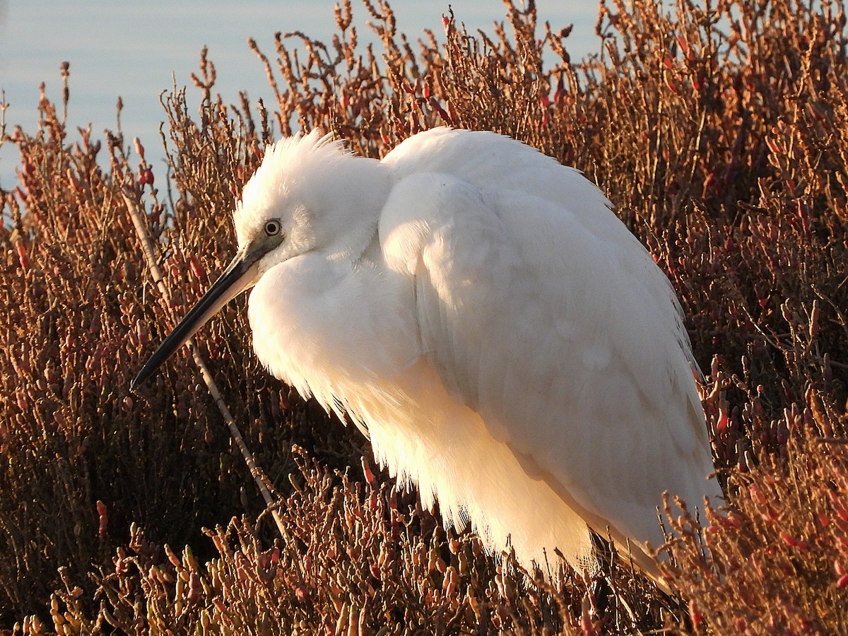 Little Egret - ML646469486