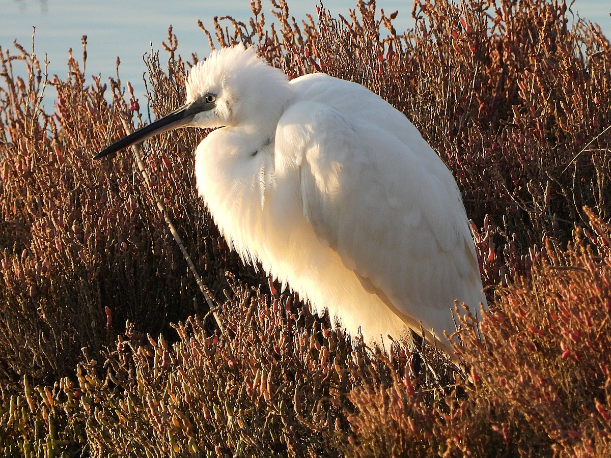 Little Egret - ML646469487
