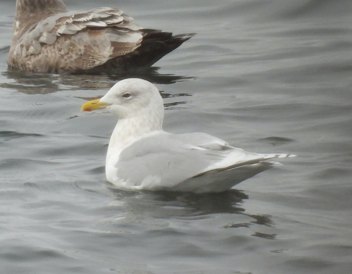 Iceland Gull - ML646469493