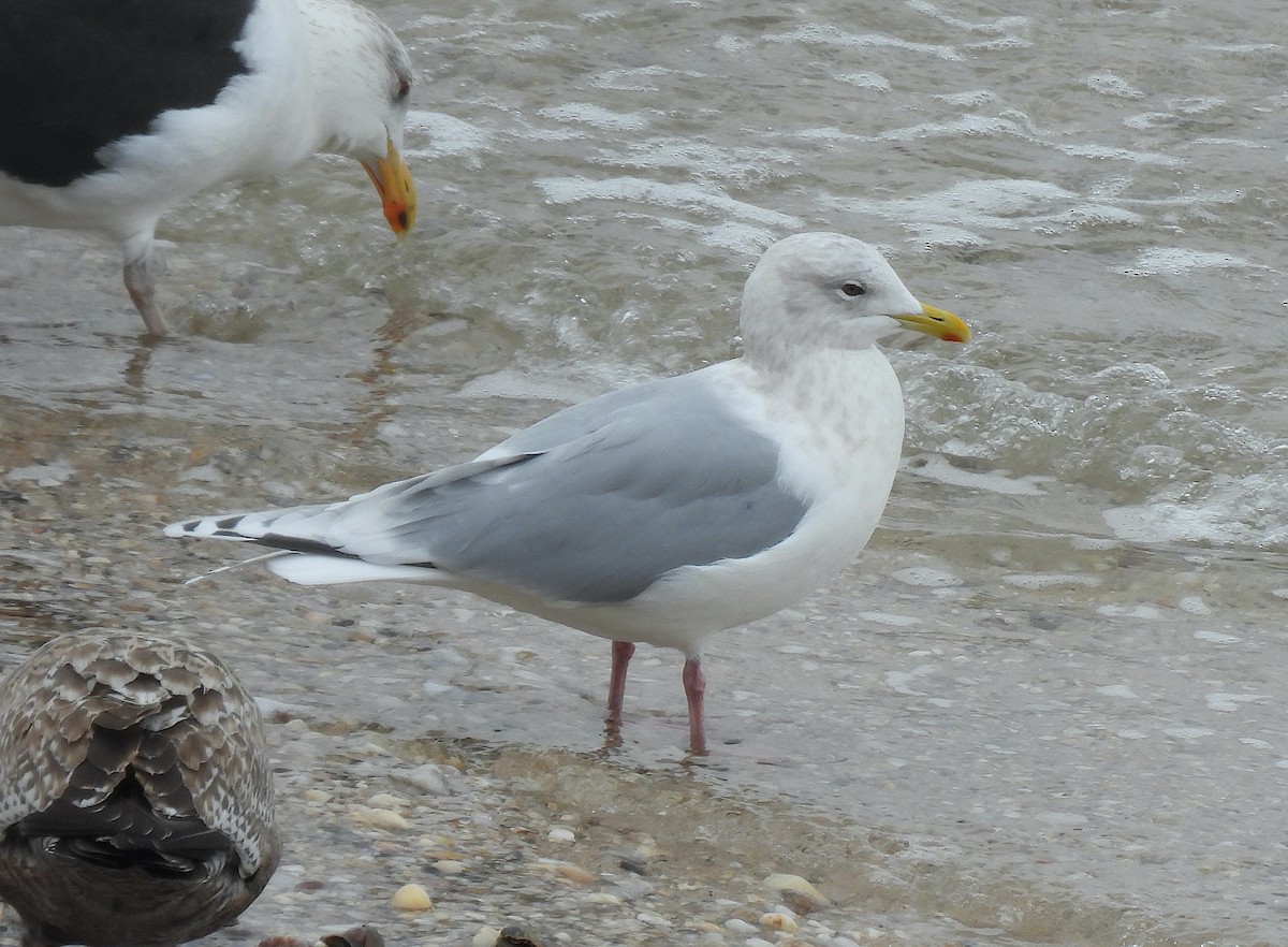 Iceland Gull - ML646469494