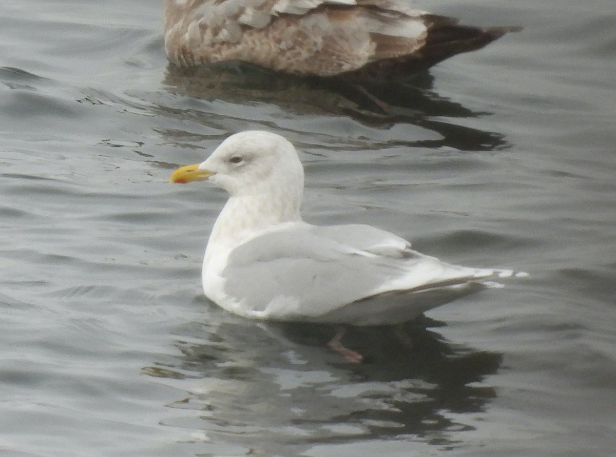 Iceland Gull - ML646469495