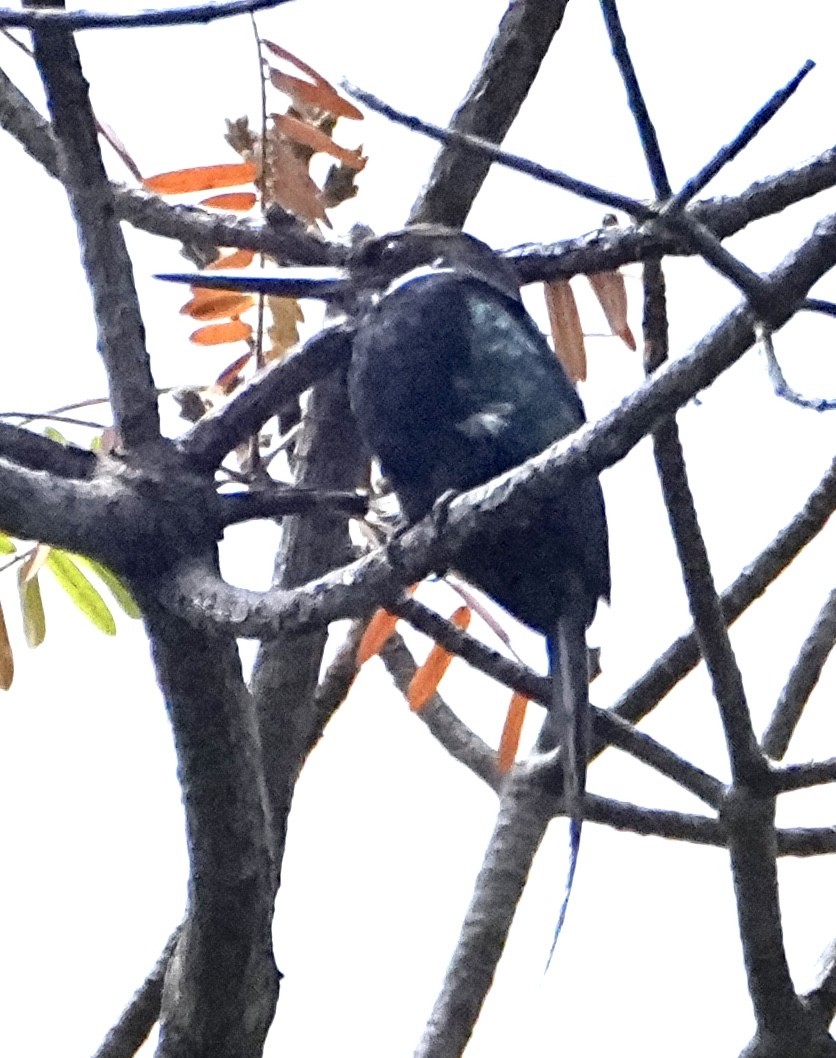 Paradise Jacamar - ML646469498