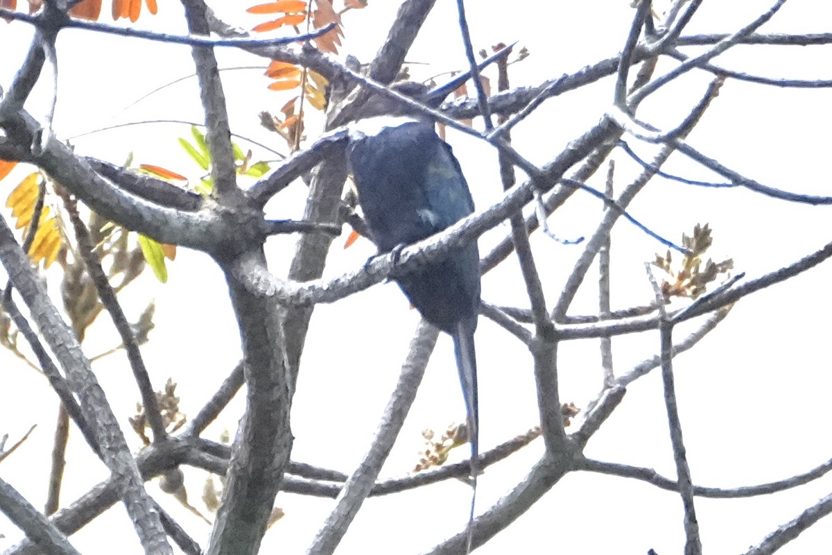 Paradise Jacamar - ML646469499