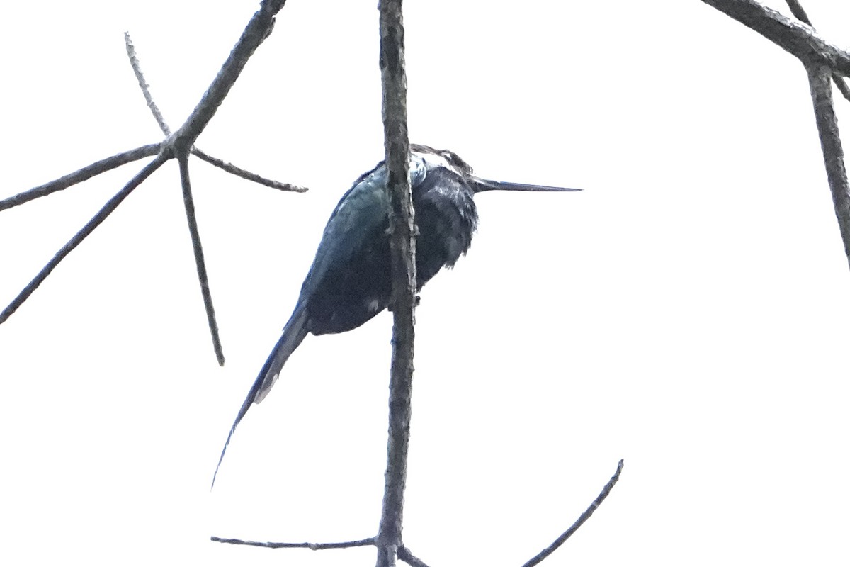 Paradise Jacamar - ML646469500