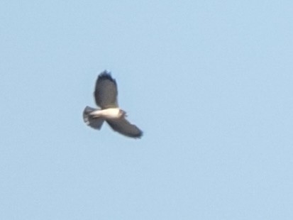 Short-tailed Hawk - ML646469506