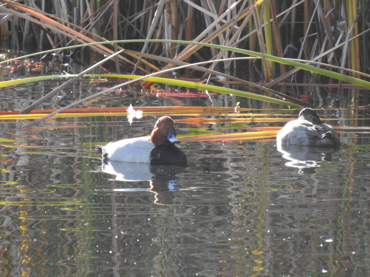 Common Pochard - ML646469509