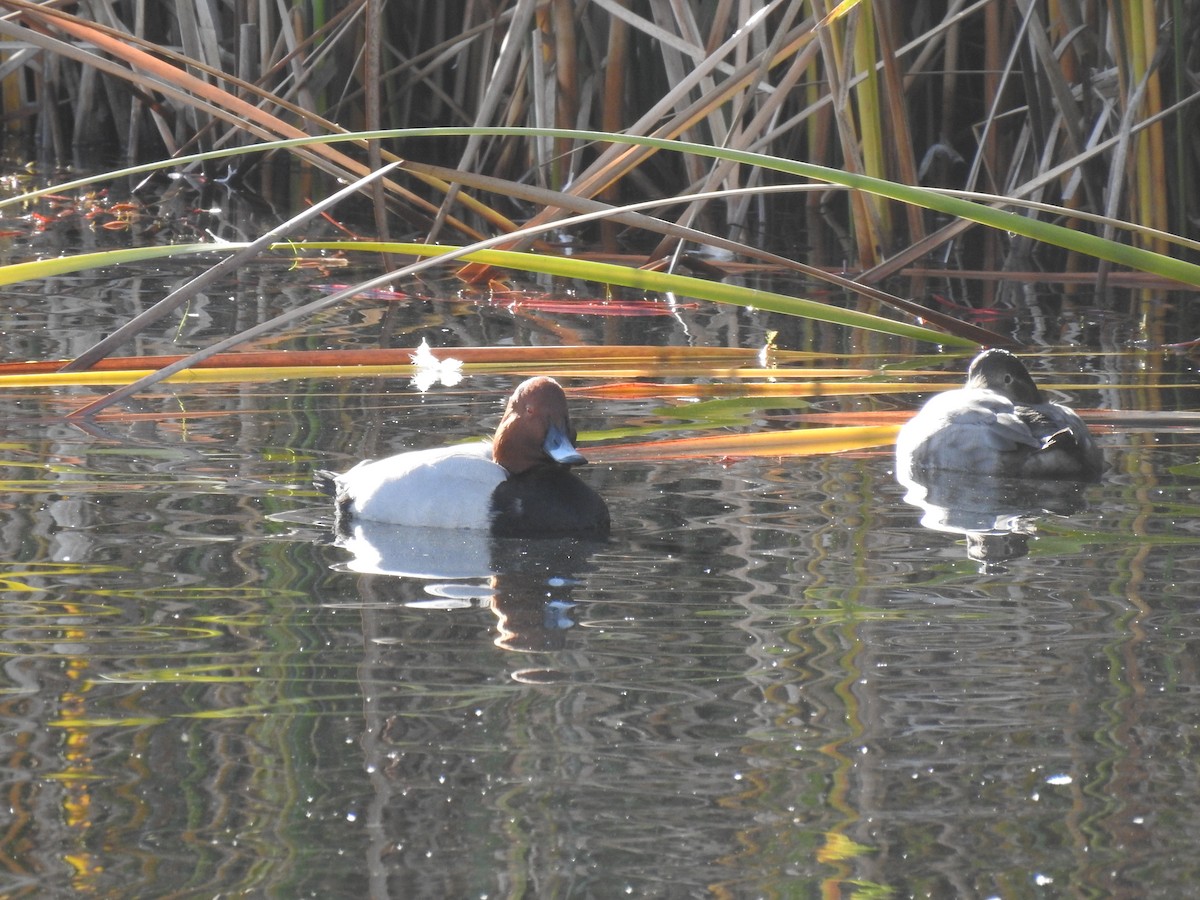 Common Pochard - ML646469510