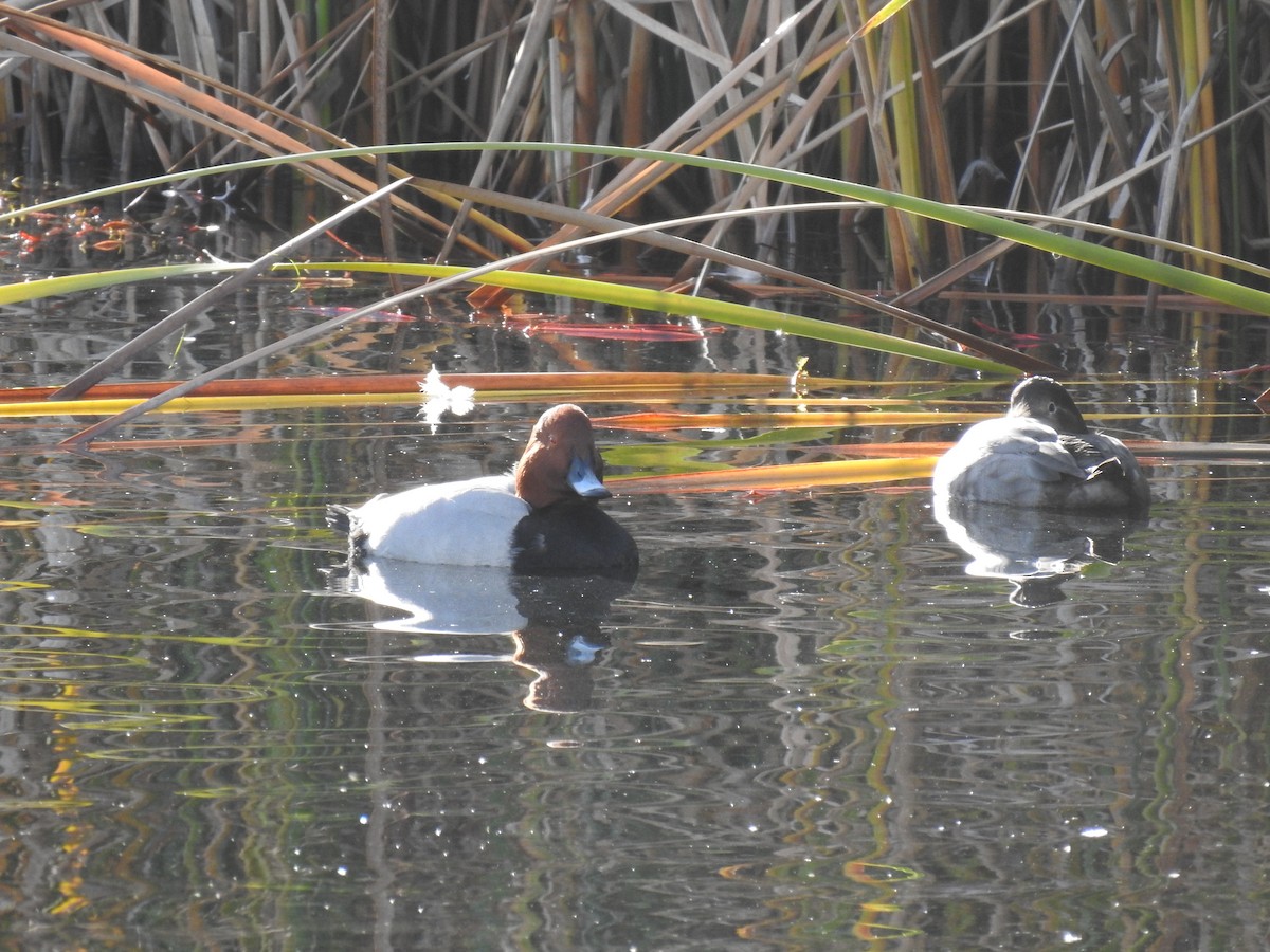 Common Pochard - ML646469512