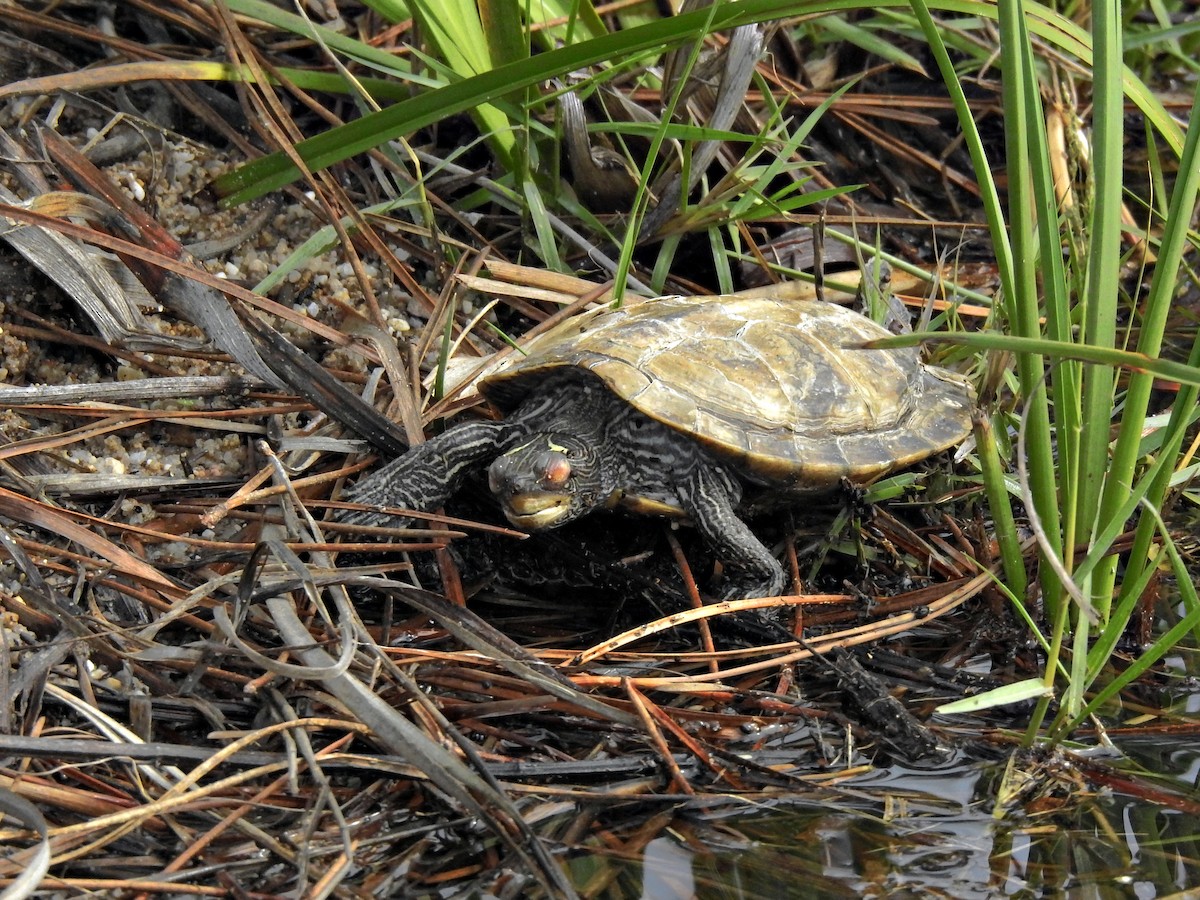 偽地圖龜 - ML646469515