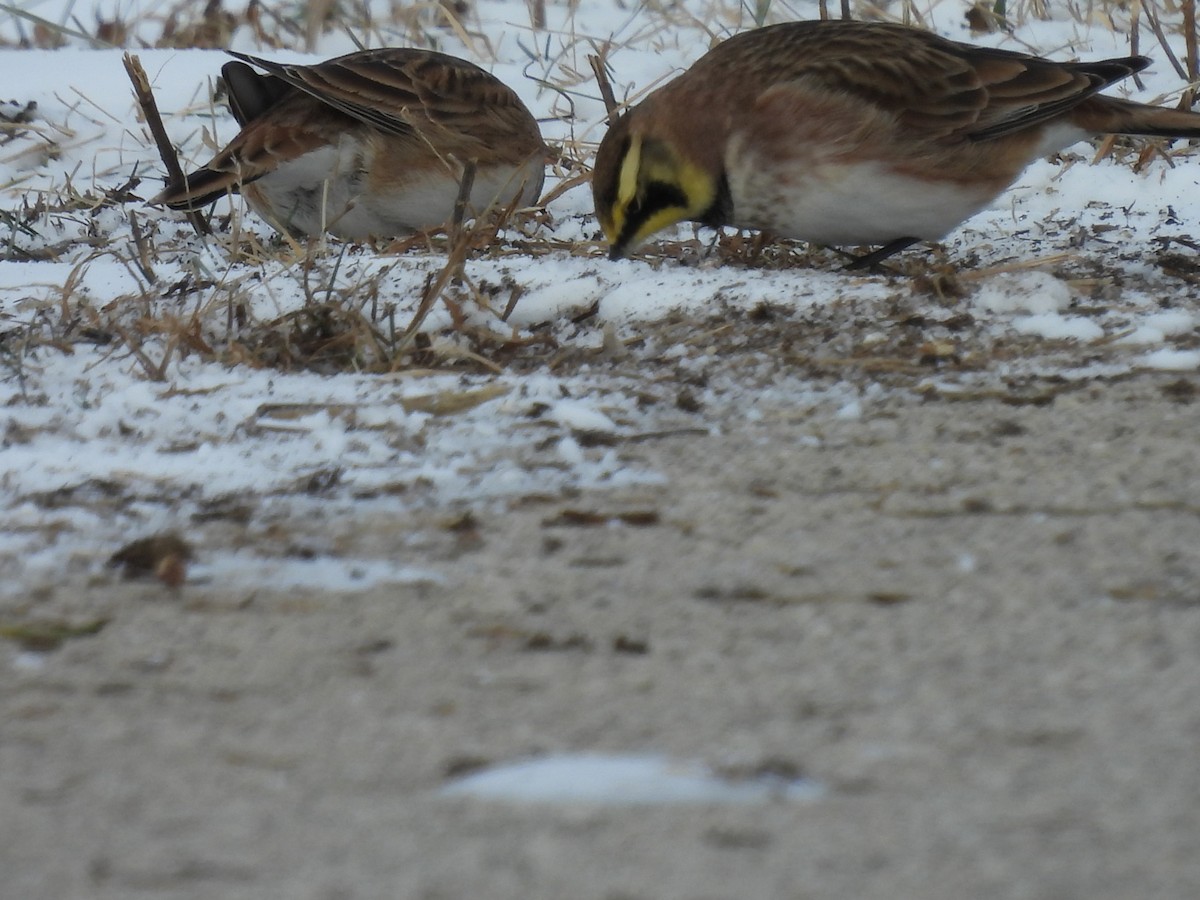 Horned Lark - ML646469517