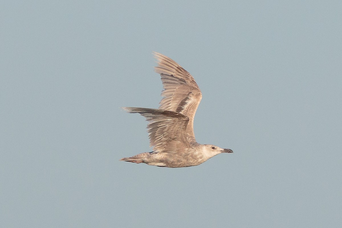 Glaucous-winged Gull - ML646469520