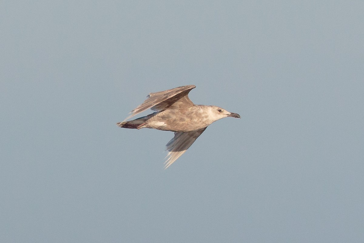 Glaucous-winged Gull - ML646469523
