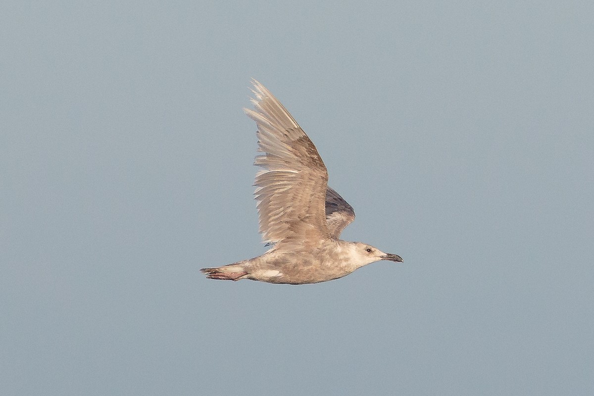 Glaucous-winged Gull - ML646469524