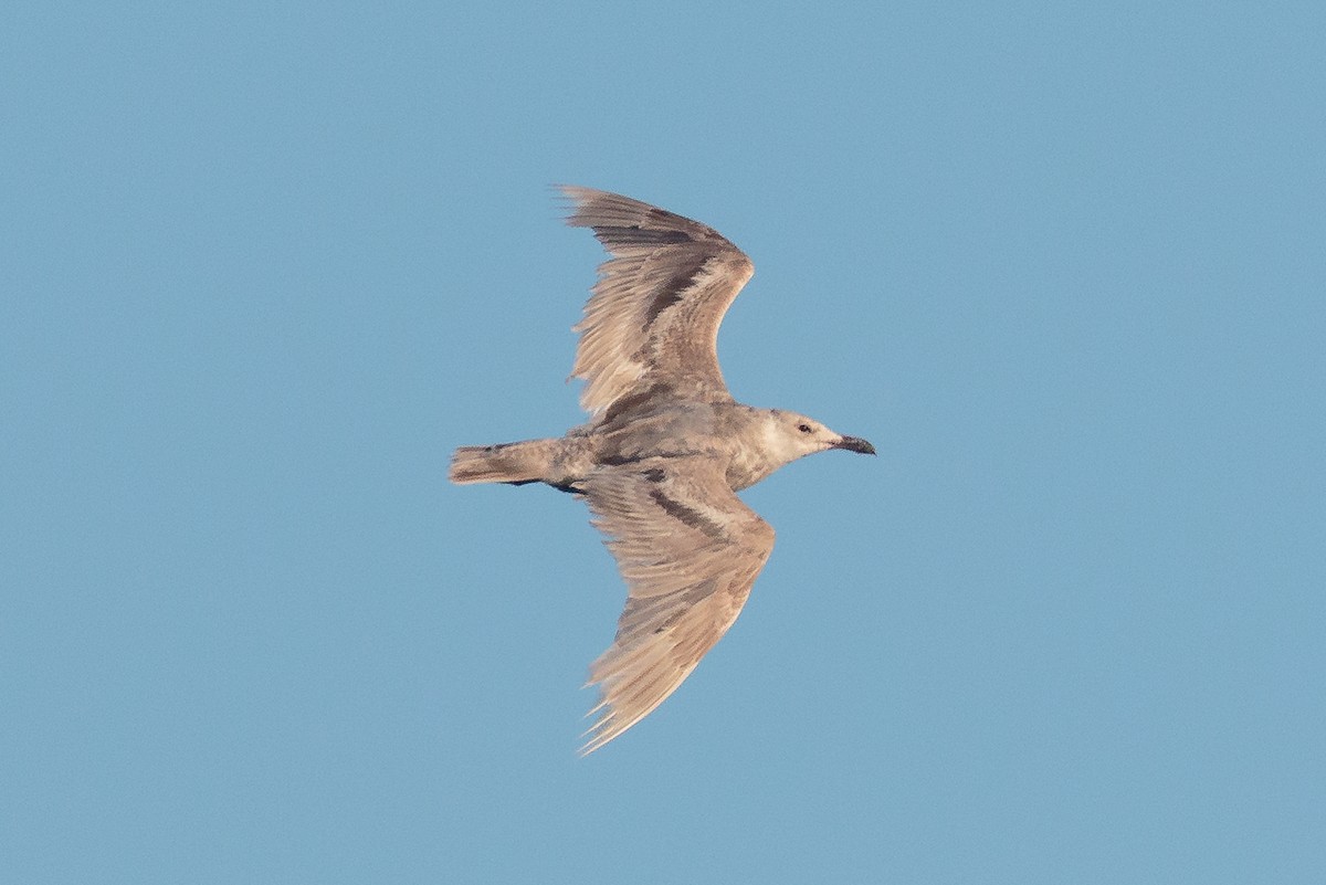 Glaucous-winged Gull - ML646469525