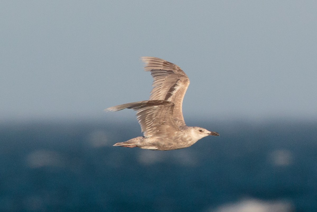 Glaucous-winged Gull - ML646469526