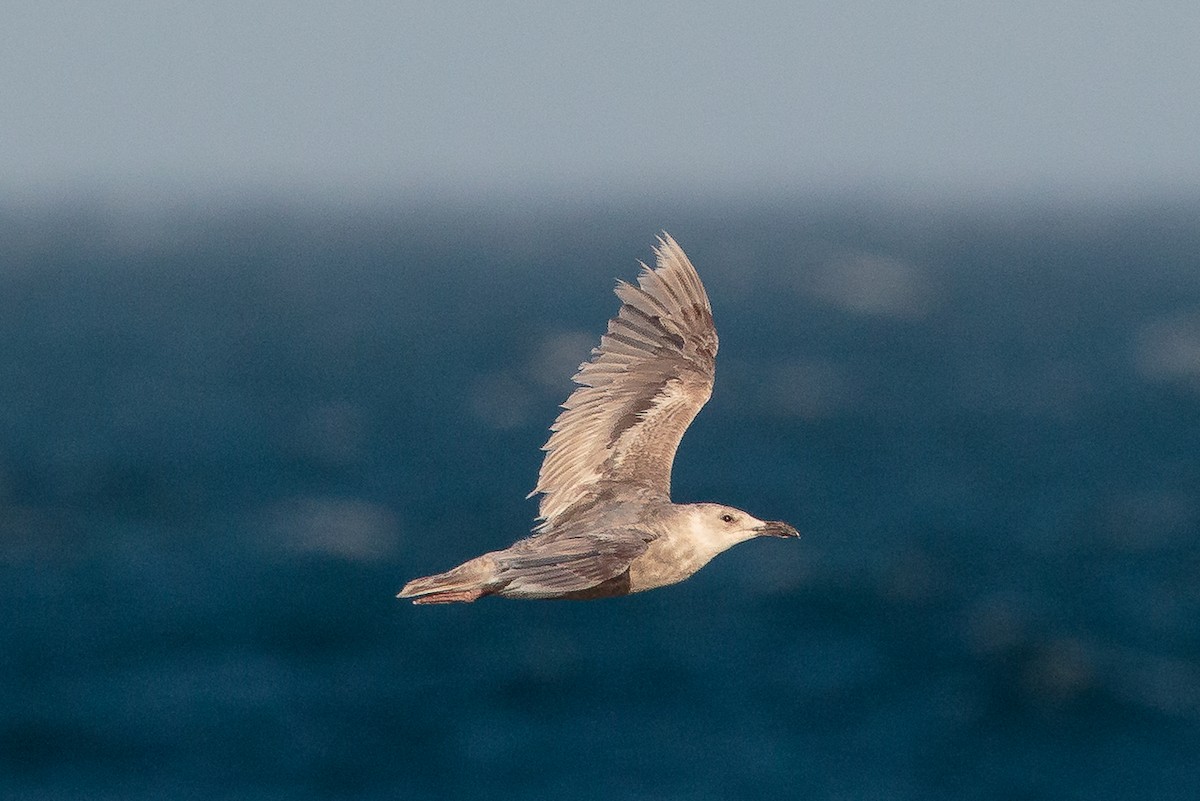 Glaucous-winged Gull - ML646469527